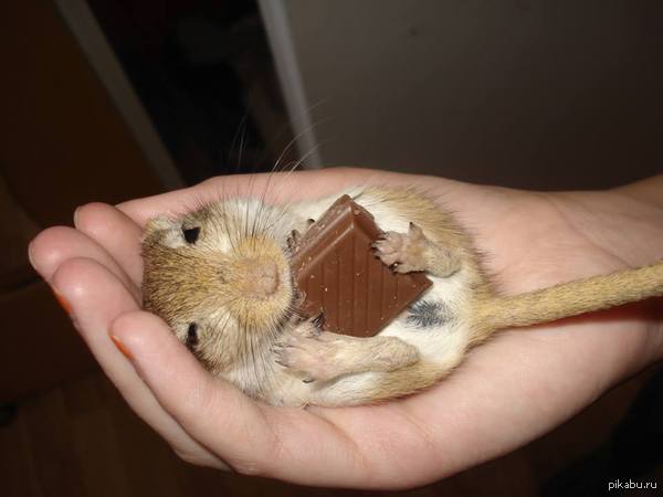 butt is squeezing... - Chocolate, Rodents