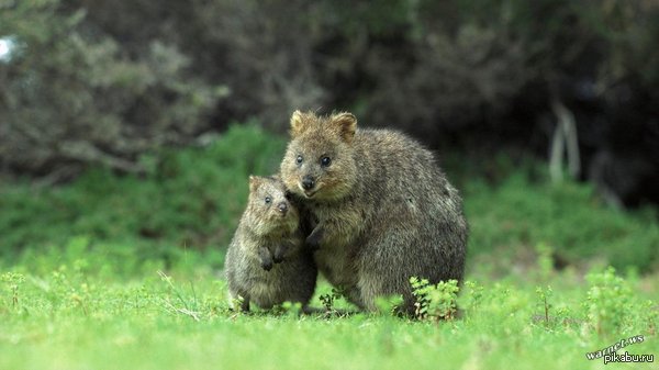Мама и малыш Квокка=)