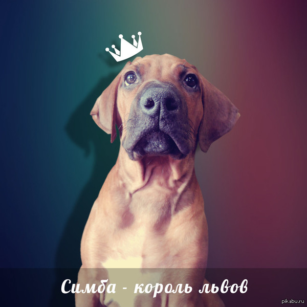 Симба - король львов