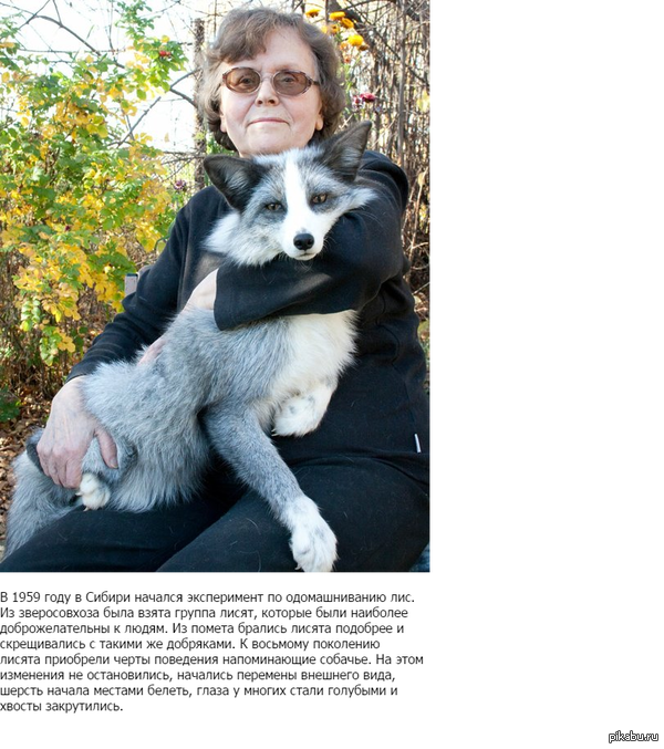 Домашние лисы | Пикабу