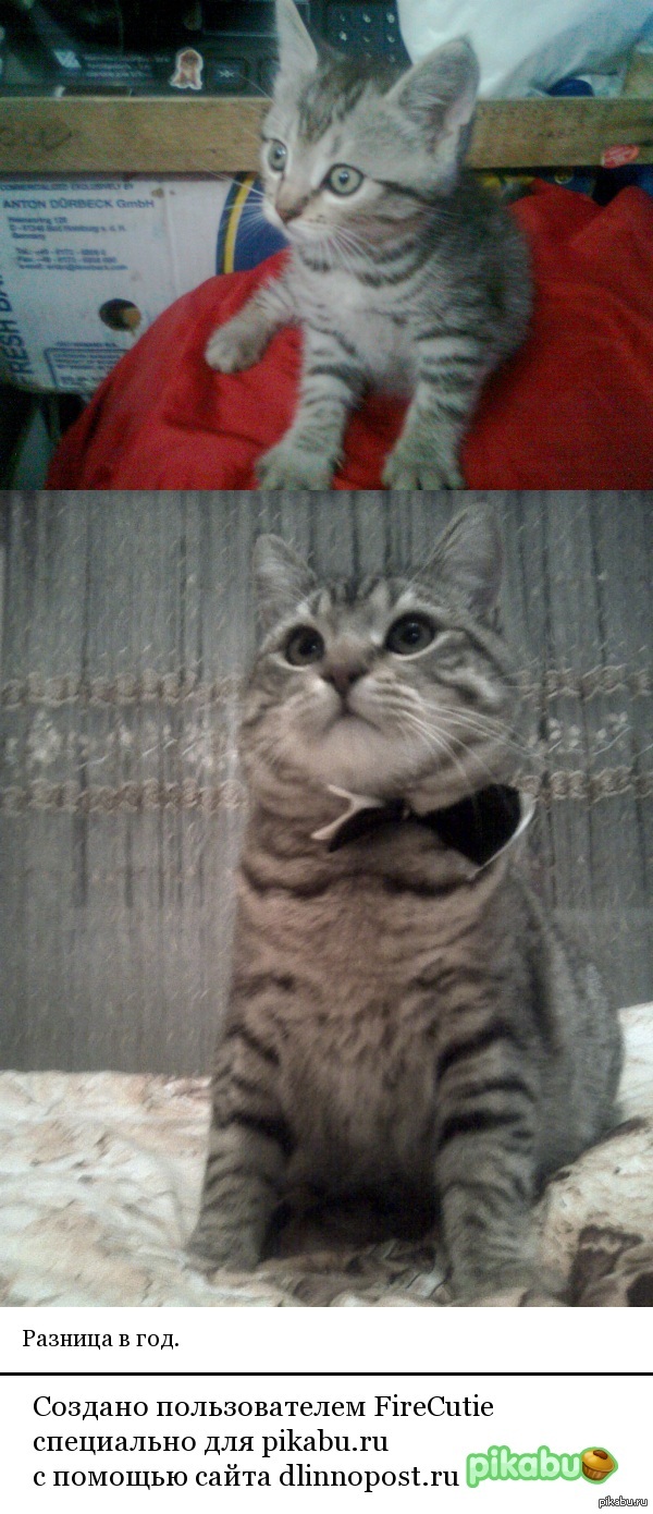 ������ ���)