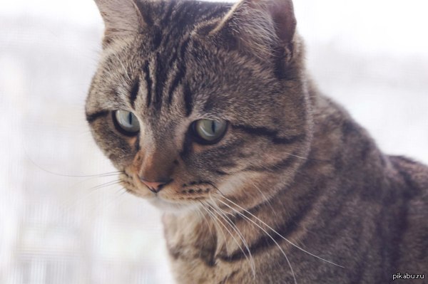 ������. ������ ������.