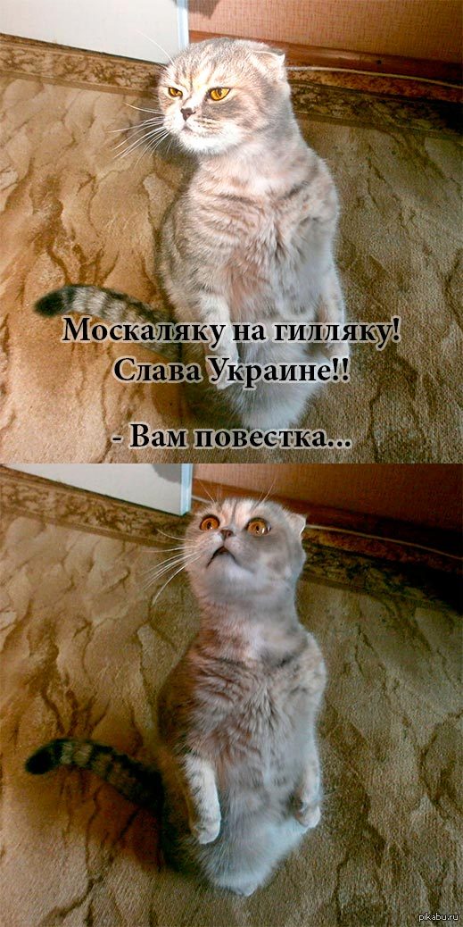 - @AlexKrasik'a <a href="http://pikabu.ru/story/iz_moey_koshki_mem_poluchitsya_3099571">http://pikabu.ru/story/_3099571</a>
