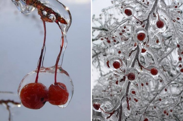 Ice cherry. - Nature, Cherry, beauty, Winter, Ice, Snow
