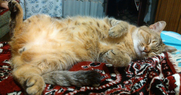 ��� �������