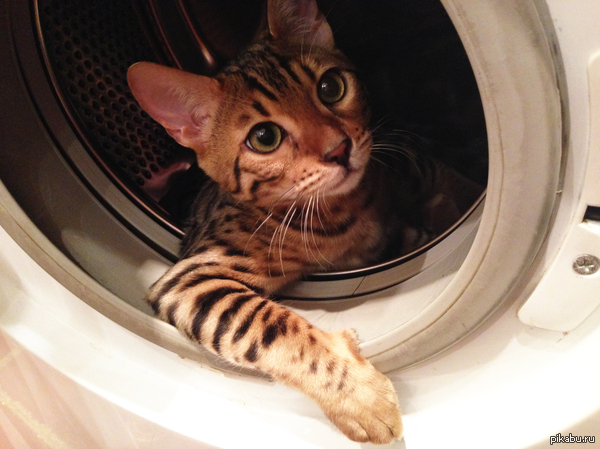 "���, ������, ��������?"