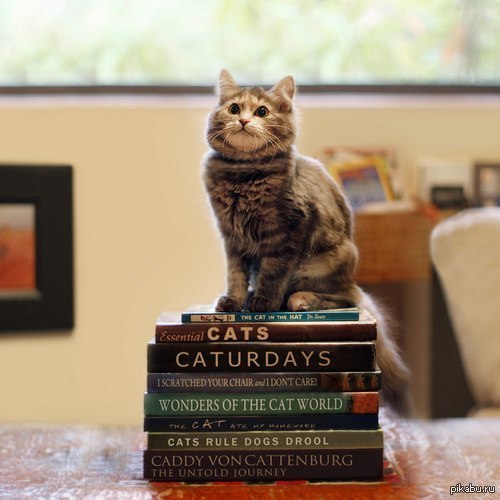 Dog cat rules. Книги про кошек. Кот с книгой. Котики с книгой по географии. Кот с книгой фото.