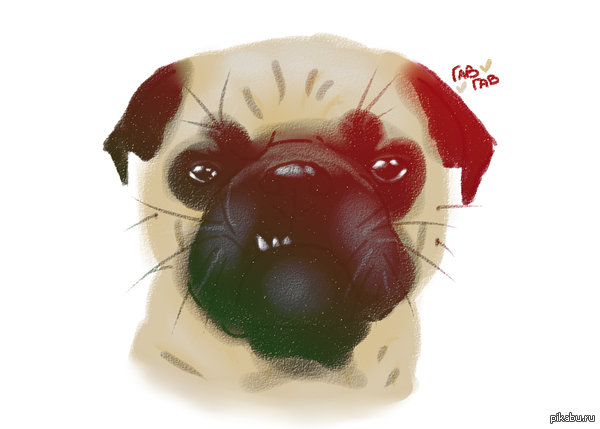 Pug :3