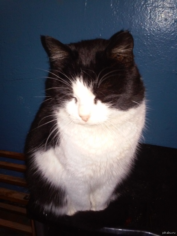 У меня есть двойник твоей кошки