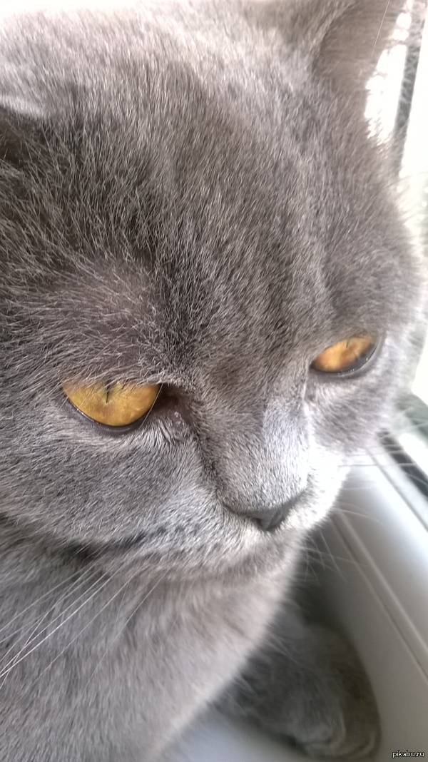 Получиться ли мэм с моего кота? :3