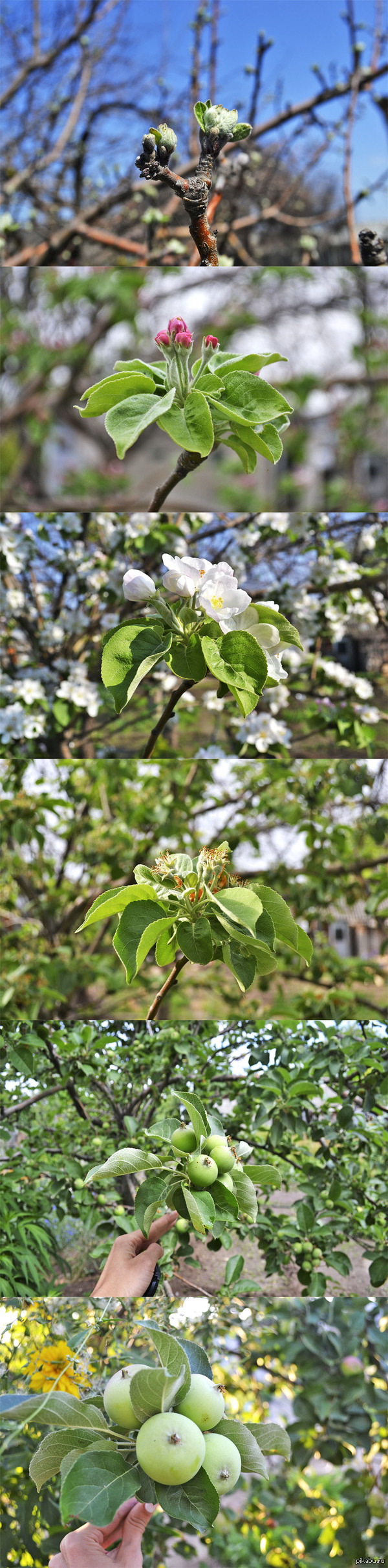 Жизнь яблоньки... - Моё, Яблоки, Apple, Длиннопост