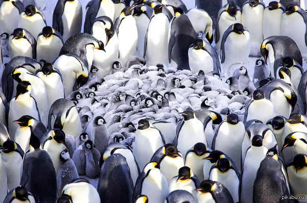 Императорские пингвины согревают своих пингвинят