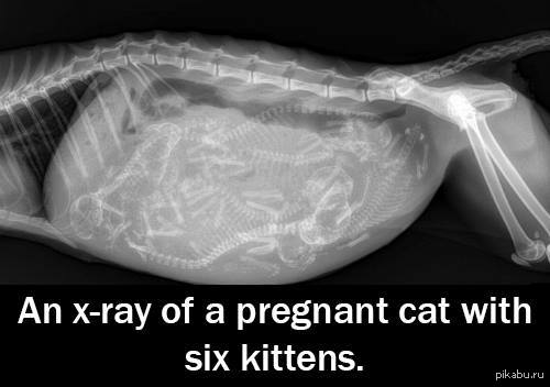 рентген беременной кошки
