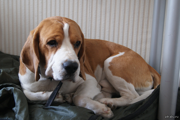 ������� ������: ������ �����, �. �����������! ������ ������ ����� ������!