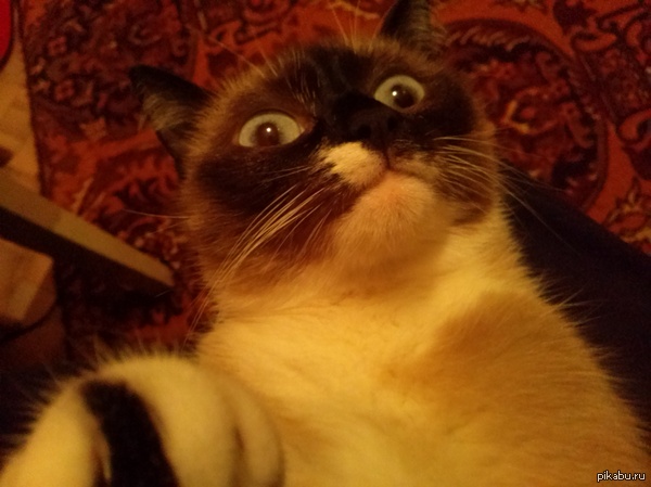 Моя кошка делает селфи лучше меня...