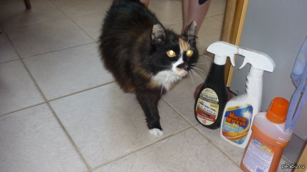 У меня уже 4 года нету больше кошки, а привычка не закрывать дверь в туалет все осталась...