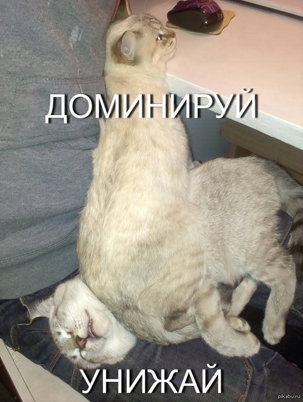 ��� ���� �� ������ �����������