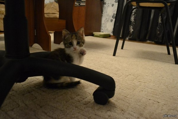 ��� ������������ ������ :3