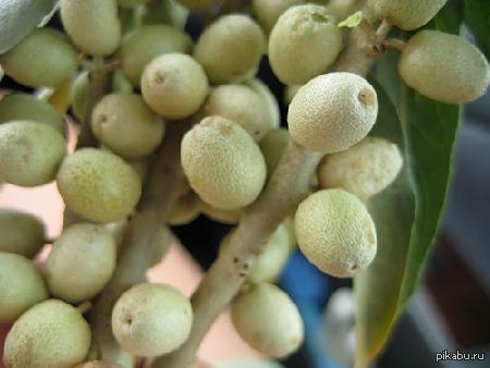 Плоды средней азии. Джуда ягода в узбекистане. Бихи мева. Азербайджанский гранат  саженцы. Груша иволистная (pyrus salicifolia).