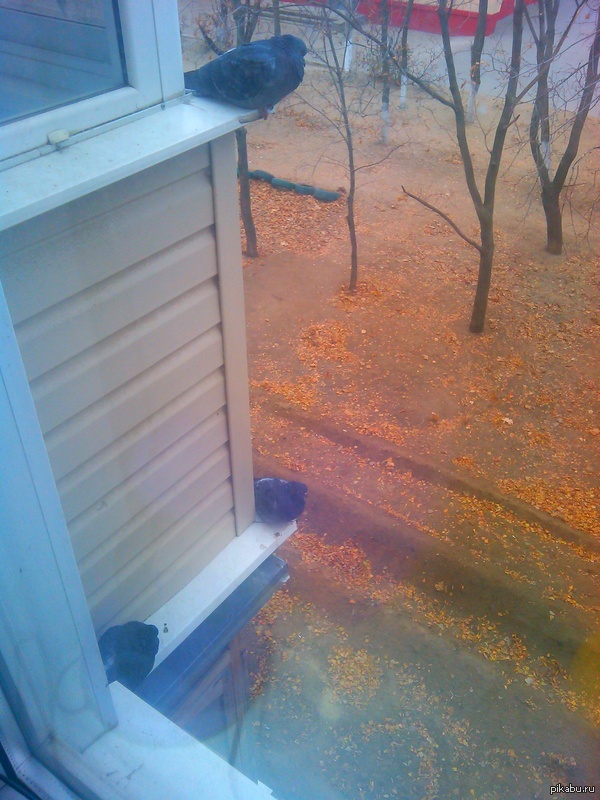 ��� �������� �� �����, ��� ����� � ���� �� �������