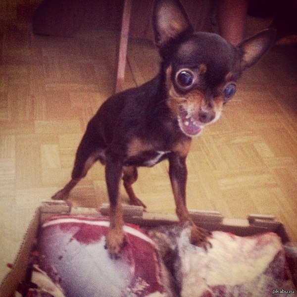 Принес домой 15 кг говядины. Пока отвлекся у нее появился хозяин... еле оттащили ;)