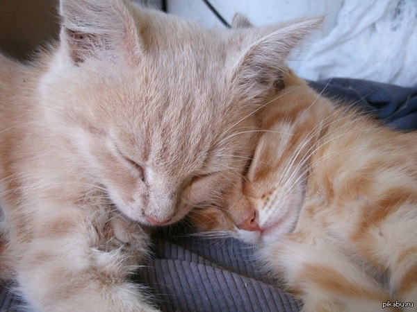 Котята- это всегда мило :3