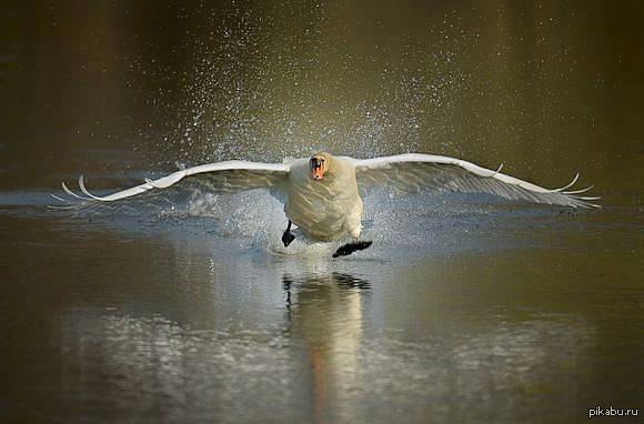 Просто очень весело. Птица бегающая по воде. Гусь бежит по воде. Смешной лебедь. Птица бежит.