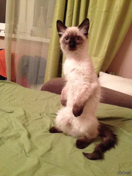 Кот первый раз услышал лай собаки)