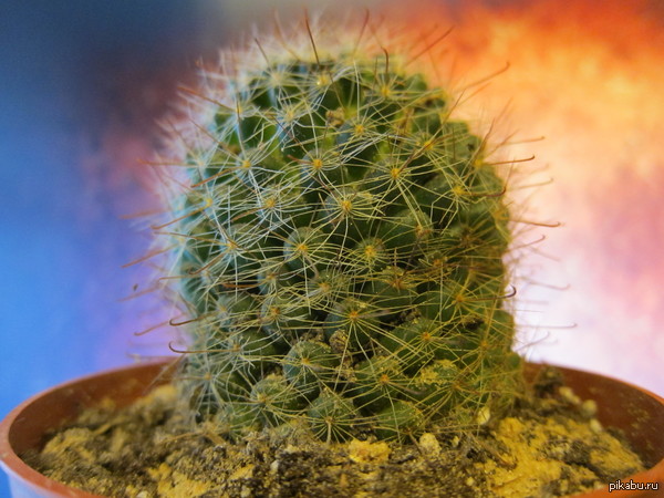 ��� ������