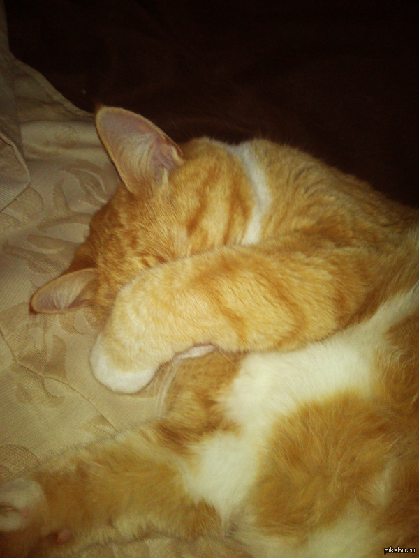 Мой котик стесняется делать сэлфи.