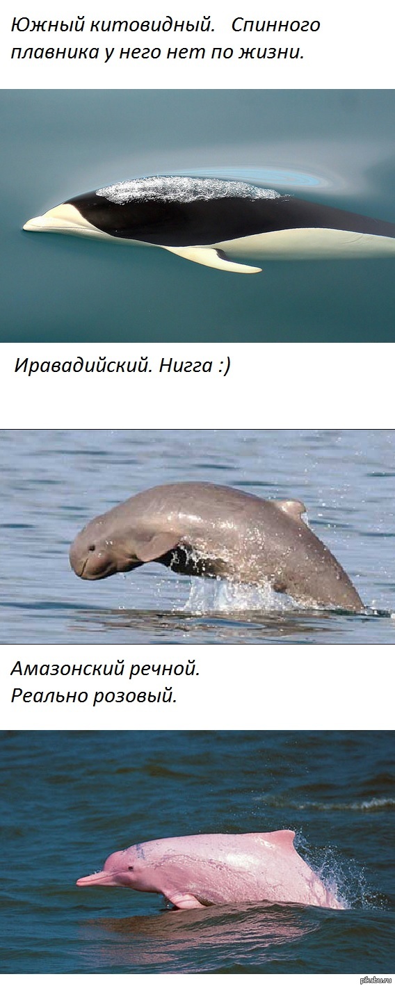 Три странных парня, говорят, что они дельфины. | Пикабу