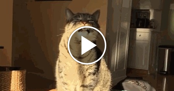 Чихает кот
