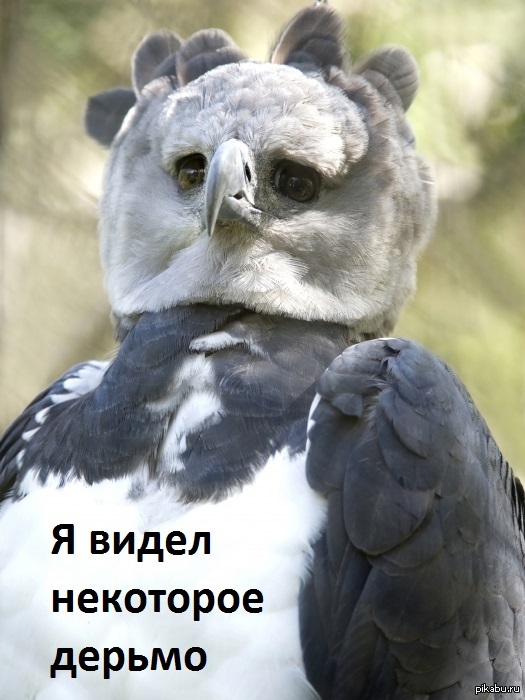 ��� ������ �������� ������� �����