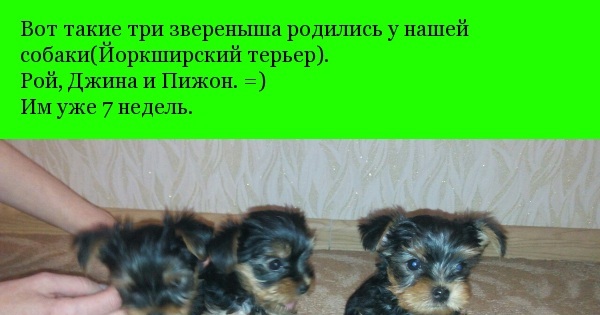 Собачата :3 | Пикабу