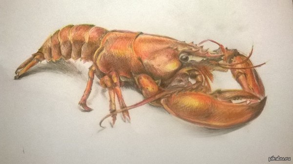 Cancer boiled, one piece - Crayfish, Pencil drawing, My, Cancer and oncology