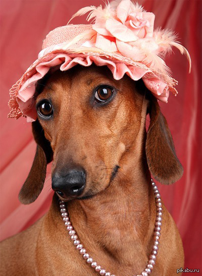 Судя по этому посту собаки видят такс так