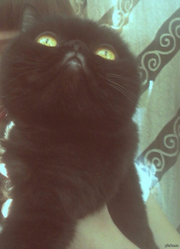 � ���� ���������