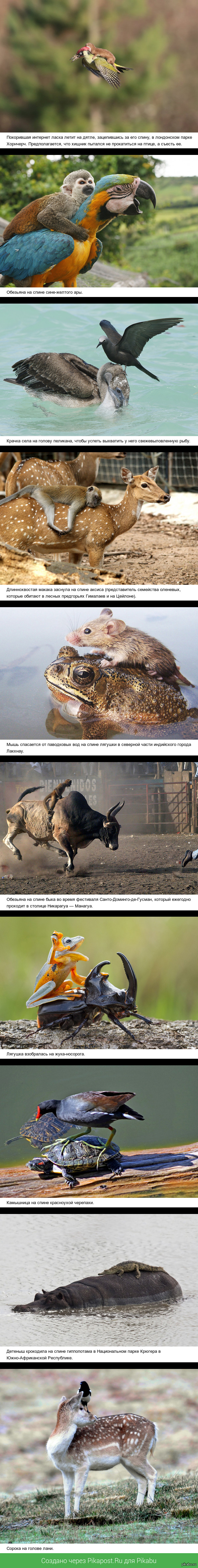 «Покатай меня, большая черепаха»