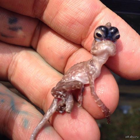 Уверен из этой картинки получится отличный мем