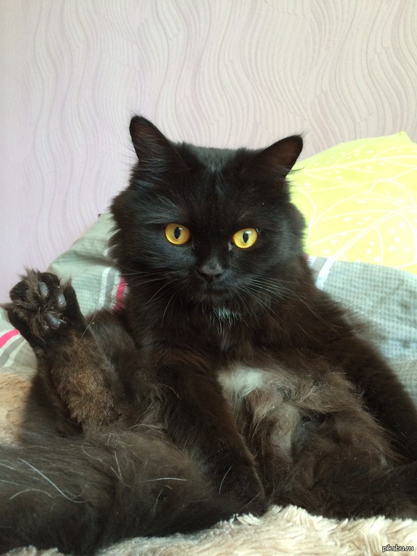 ��� ������� ���