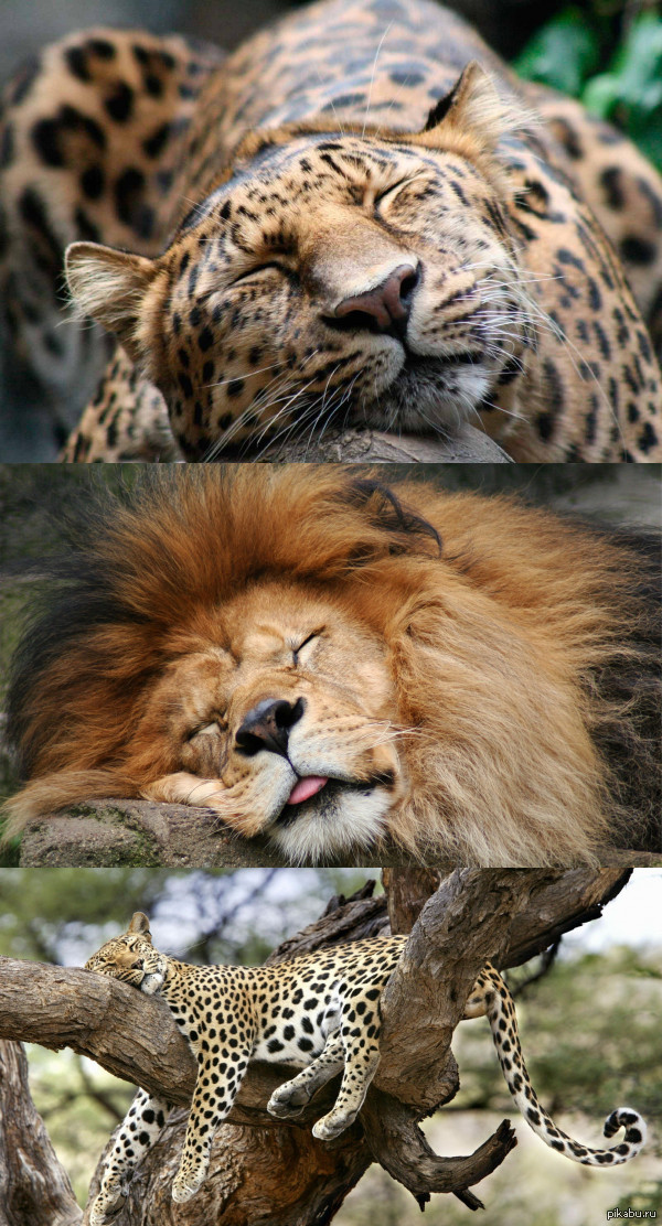 Всемирный День Сна