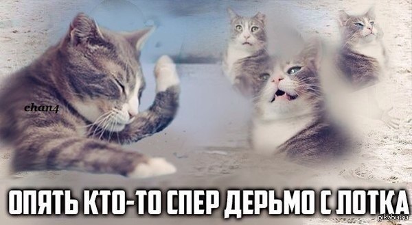 И снова проблемы кота