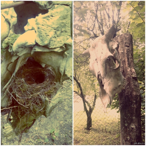 Unusual nest. - Scull, My, Nest, Nature