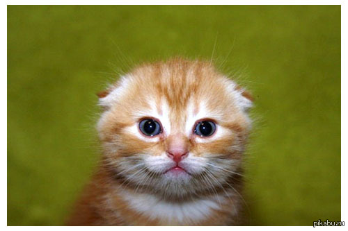 Просто фотка ..