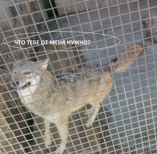 Моему единственному подписчику.