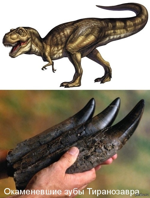 ����������� ���� �����������