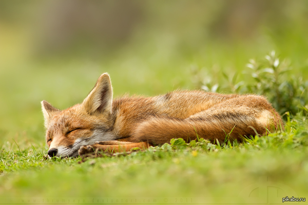 The sleeping Fox. 