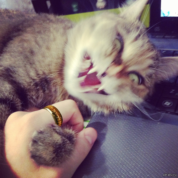 ������ ����������