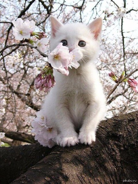 ����� � �������.