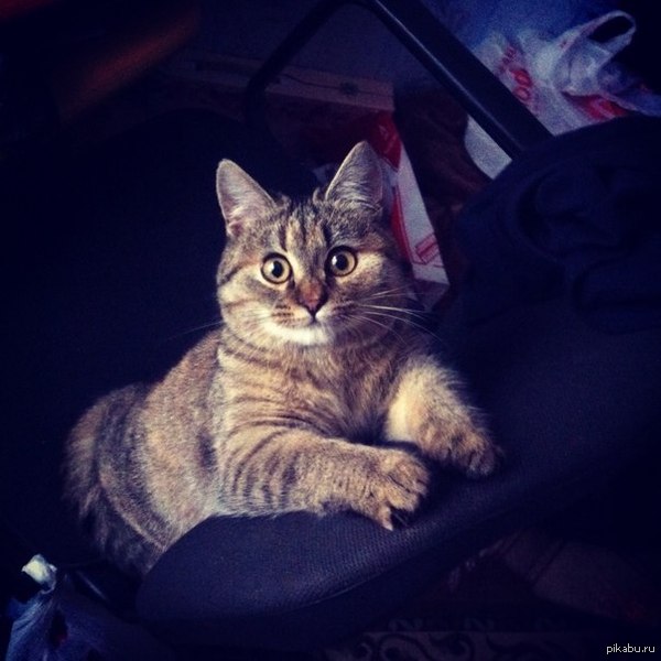 ��� �������